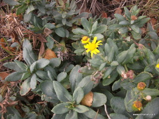 rra delle Concazze-01-01-2009 03-17-04